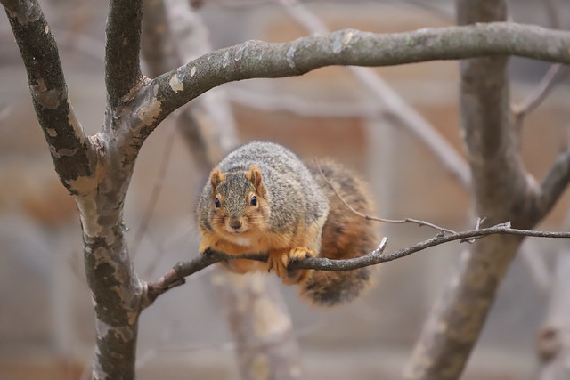 Fox Squirrels in Ann Arbor at the University of Michigan 17/2022 220/P365Year14 4968/P365all-time (January 17, 2022)