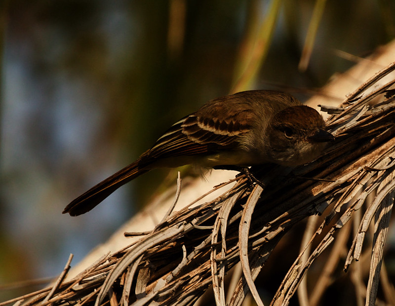 Brown-crested Flycatcher_Myiarchus tyrannulus_Ascanio_Llanos Colombia_DZ3A4046
