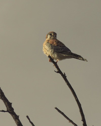 Kestrel at St. David's by unkleD, St. David's is a small town along Highway 80 in Cochise County, Arizona. I found this kestrel enjoyi