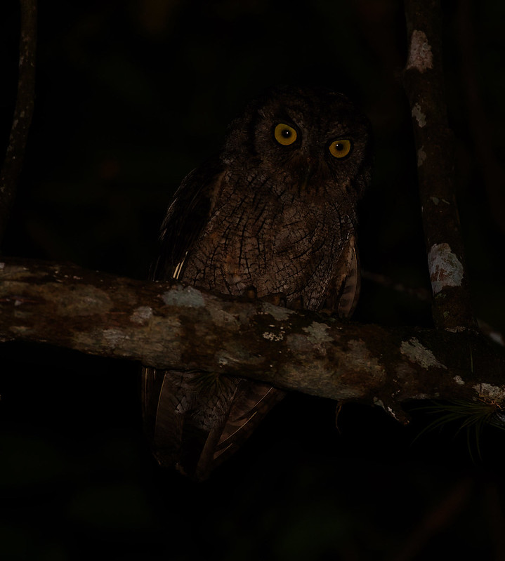 Tropical Screech-Owl_Megascops choliba_Ascanio_Llanos Colombia_DZ3A4110