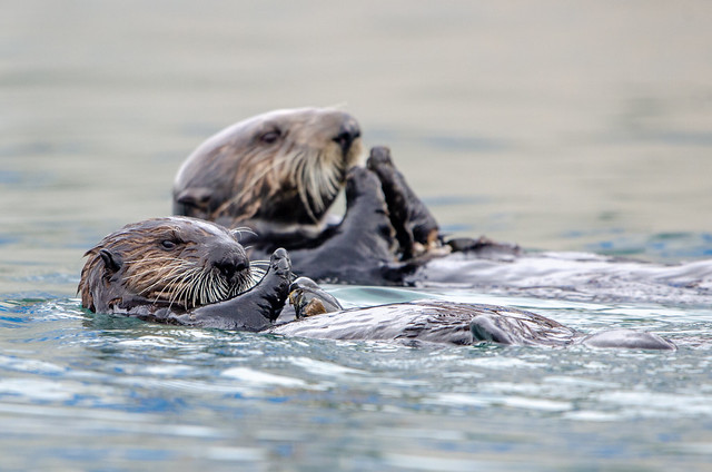 Sea Otters - Homer, AK
