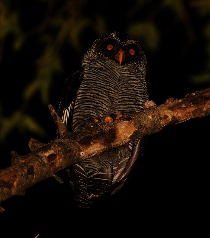 Black-and-white Owl_Ciccaba nigrolineata_Ascanio_Llanos Colombia_DZ3A3628