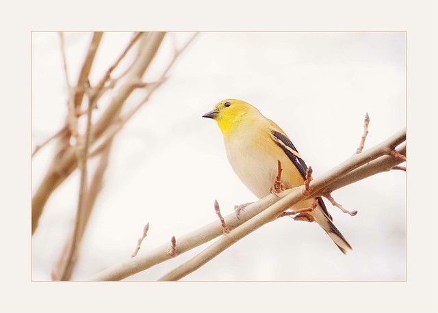 Goldfinch in Winter