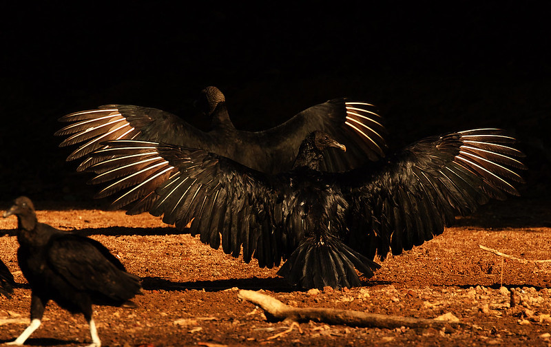 Black Vulture_Cortagyps atratus_Ascanio_LLanos CZolombia_DZ3A3512