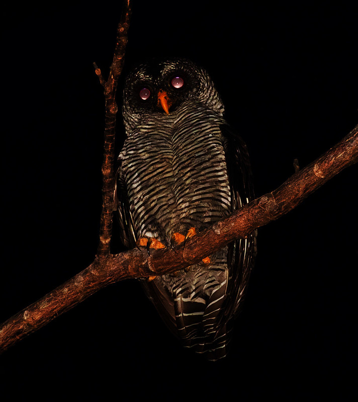 Black-and-white Owl_Ciccaba nigrolineata_Ascanio_Llanos Colombia_DZ3A3623