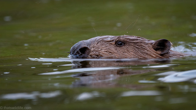 Beaver CloseUp
