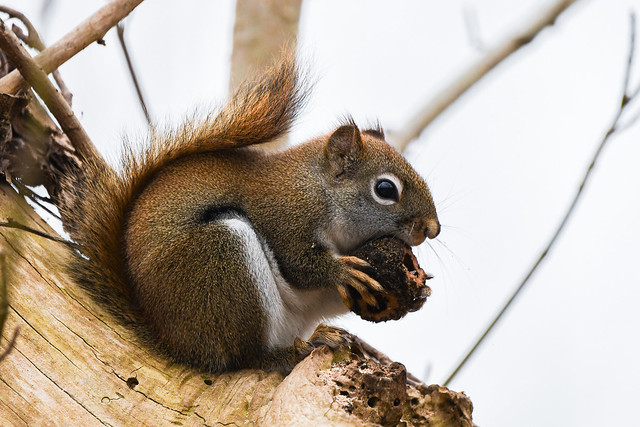 Squirrel | Cuyahoga Valley