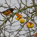 Towhee with apples