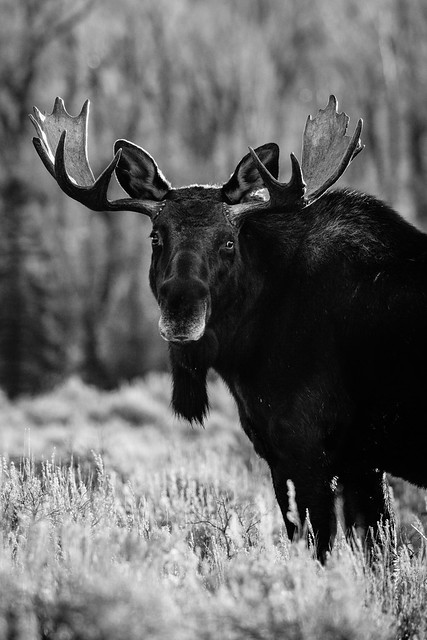 Bull moose, Grand Teton National Park. December, 2021.