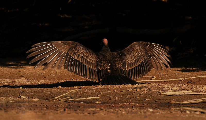 Turkey Vulture_Cathartes aura_Ascanio_Llanos Colombia_DZ3A3516
