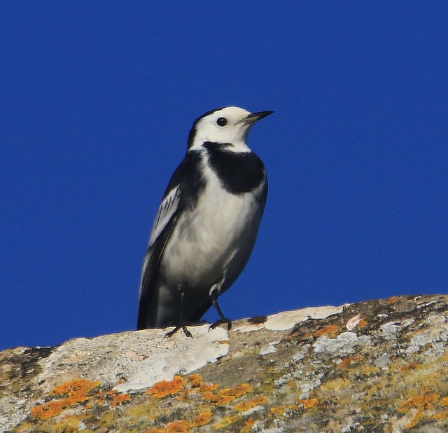 Pied Wagtail II - Up on the Roof!