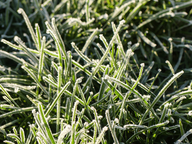 Frost in the Sun.