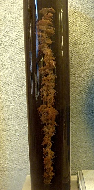 Apolemia uvaria (10-9-21 Naturistorisches Museum Wien, leg in Mediterráneo)