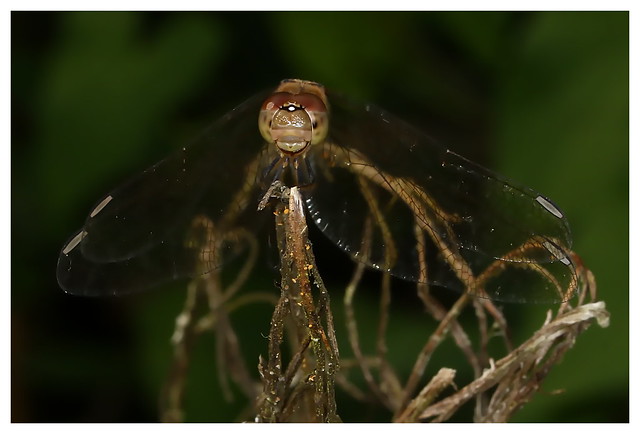 Common Darter dragonfly at Whiteley Woods, Hampshire
