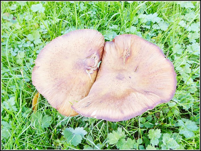 Large Fungus ...