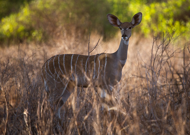 Great kudu female (tragelaphus strepsiceros), Coast Province, Tsavo West National Park, Kenya