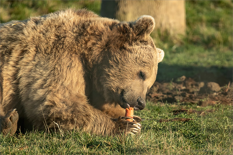 Brown bear and carrot