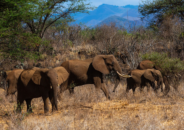 Herd of elephants (Loxodonta africana), Coast Province, Tsavo West National Park, Kenya