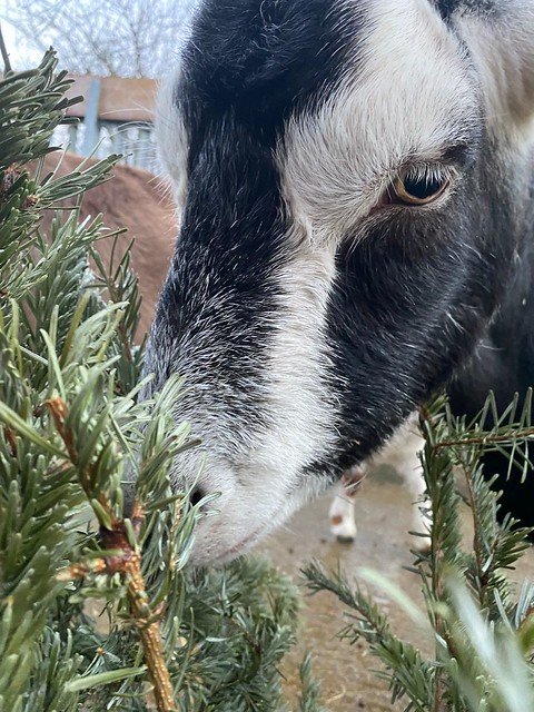 Goats enjoy old Christmas tree