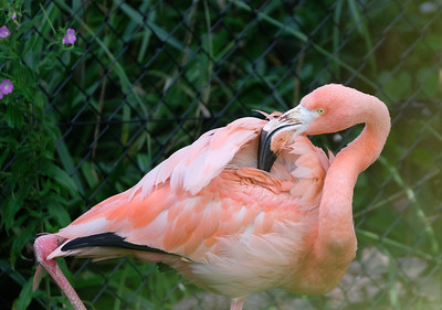 503 Cubaanse flamingo