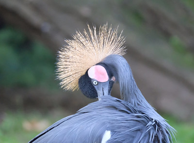 490 Zwarte kroonkraanvogel