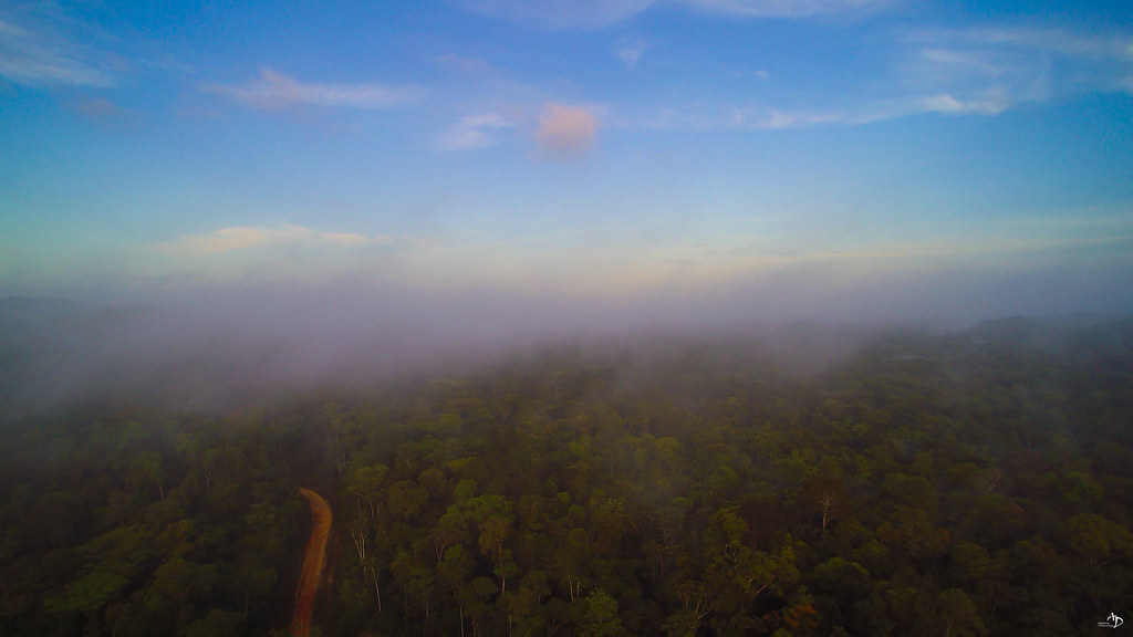 L'Amazonie au lever du jour.