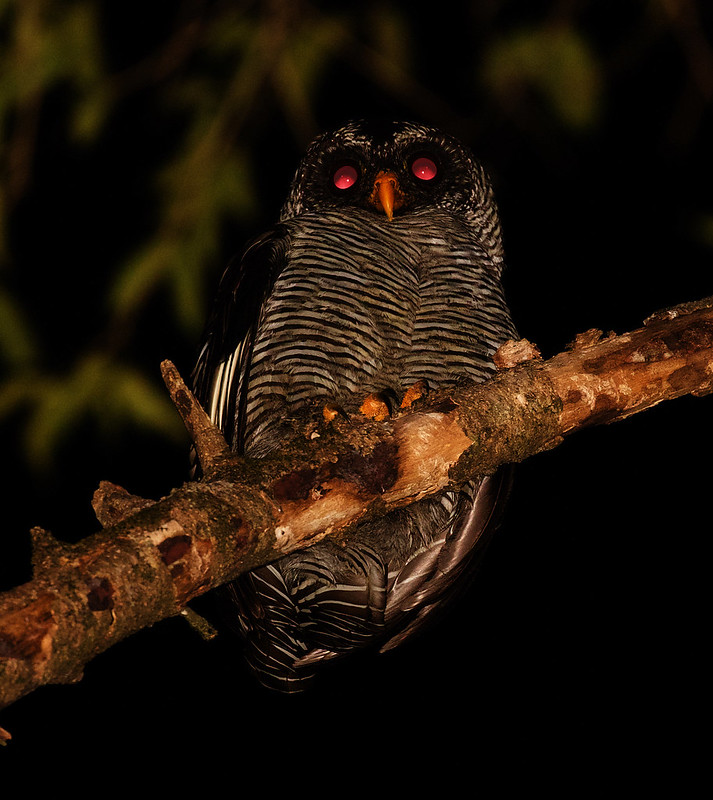 Black-and-white Owl_Ciccaba nigrolineata_Ascanio_Llanos Colombia_DZ3A3627