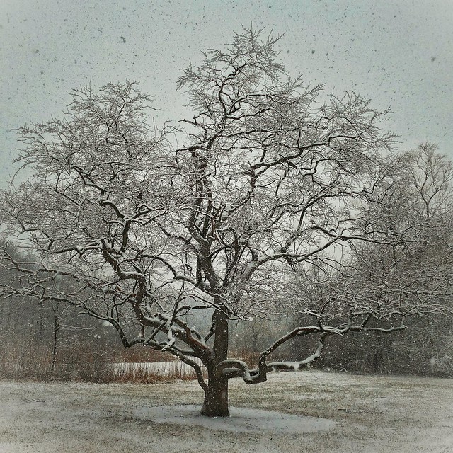 Tree In Snow