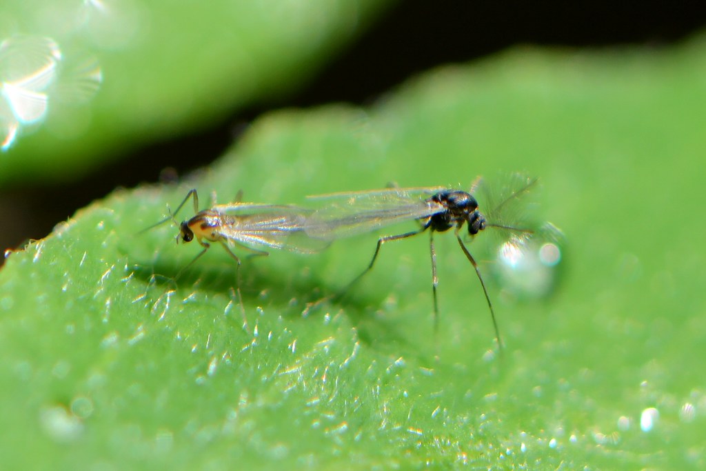 Non-biting Midge Flies (Chironomidae)