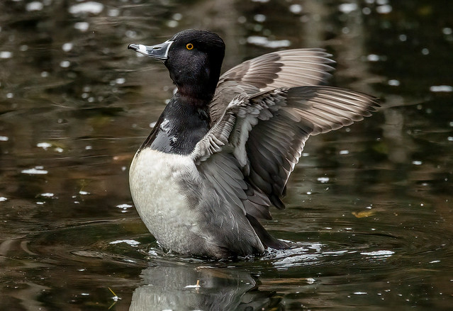 Male ring-necked duck