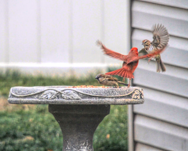 Cardinal Attack at the Birdbath