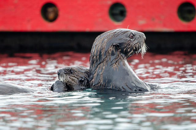 Sea Otters - Homer, AK