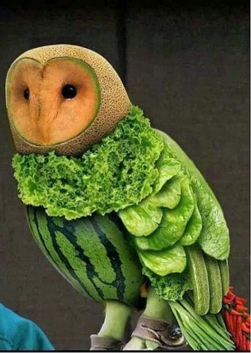 melon owl