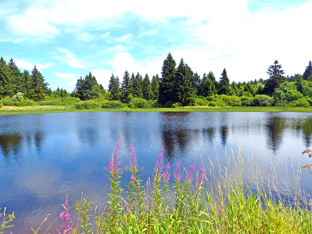 Ein Waldsee im Hohen Vogelsberg