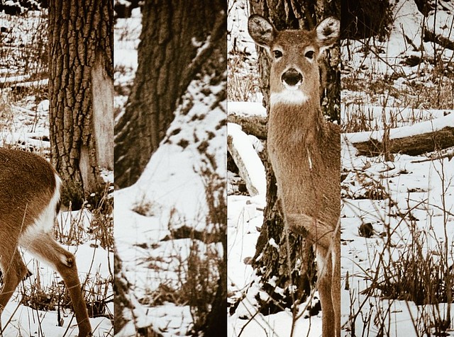 Deer Panels