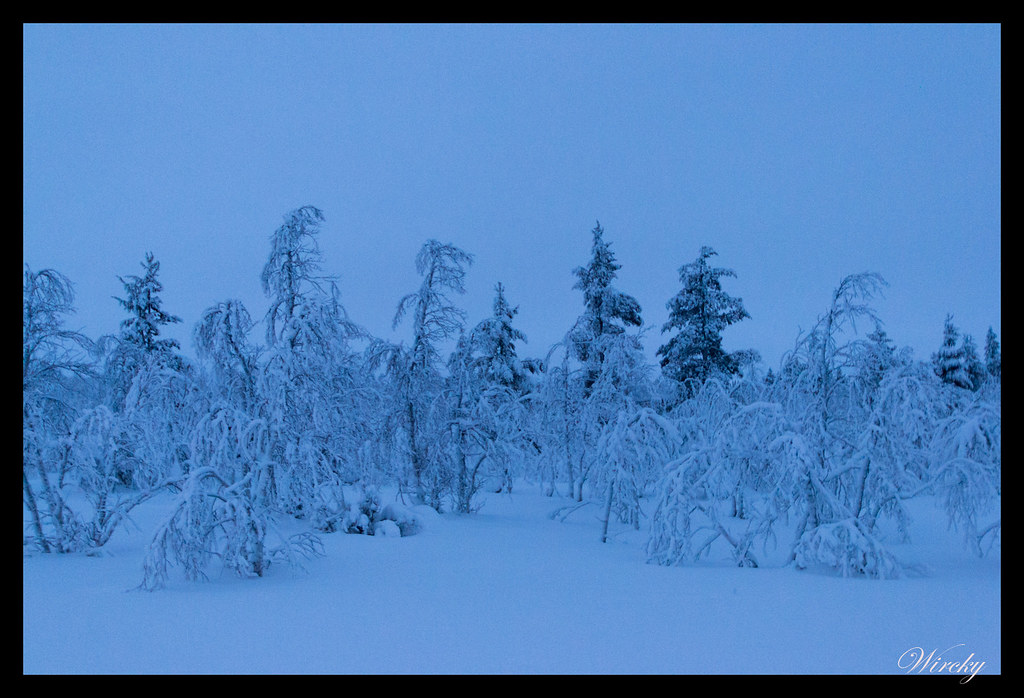 Ruta Laponia moto de nieve Inari Levi iglú de hielo en Kittilä - Bosque nevado entre Inari y Levi