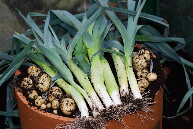 Container grown vegetables for eating in late winter.