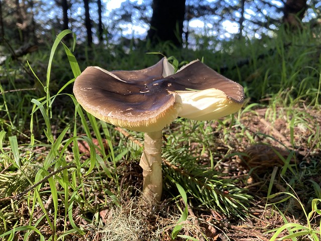 Another mushroom!