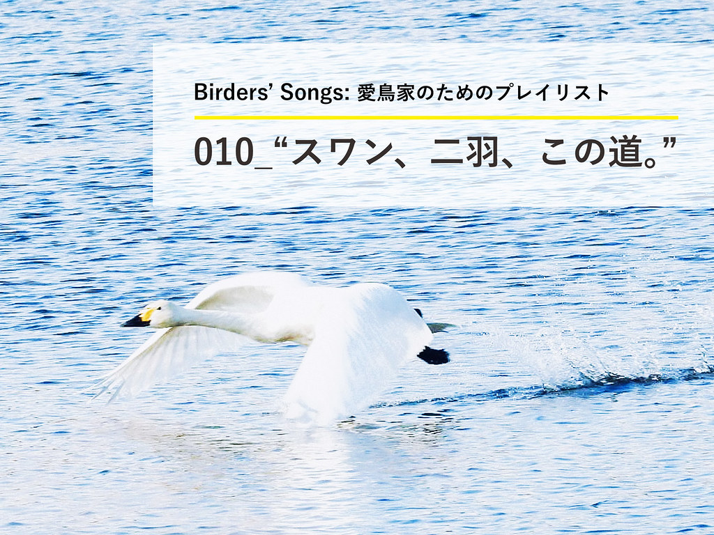 Birders-Songs-010