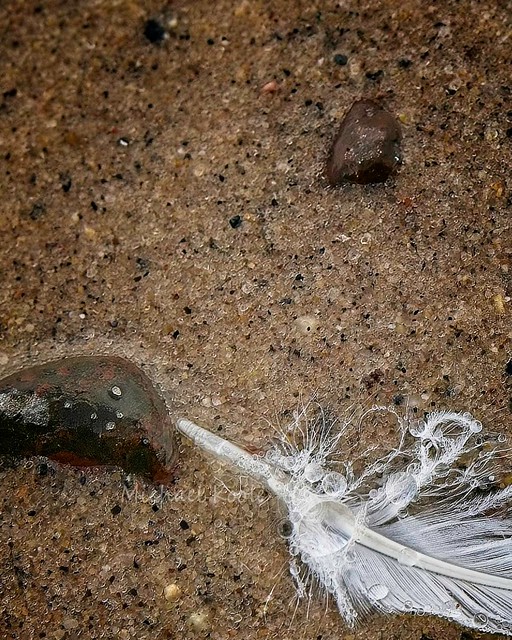 Visions Past: Feather in Ice @ Muskallonge State Park Feb 2014