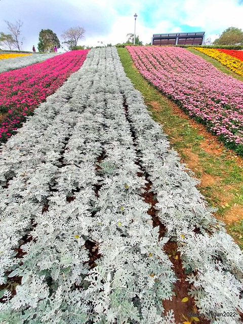 Park blossoms at「 北投社三層崎公園」, Taipei, Taiwan, SJKen, Jan 19, 2022.