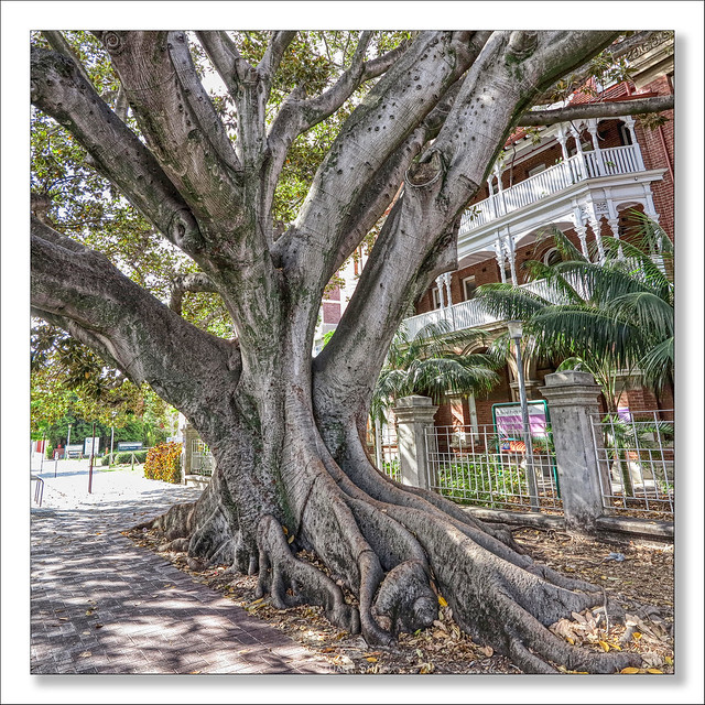 Heritage Listed Moreton Bay Fig Treet, Murray Street, Perth, Western Australia