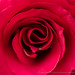 Red Rose (I), 1.17.22