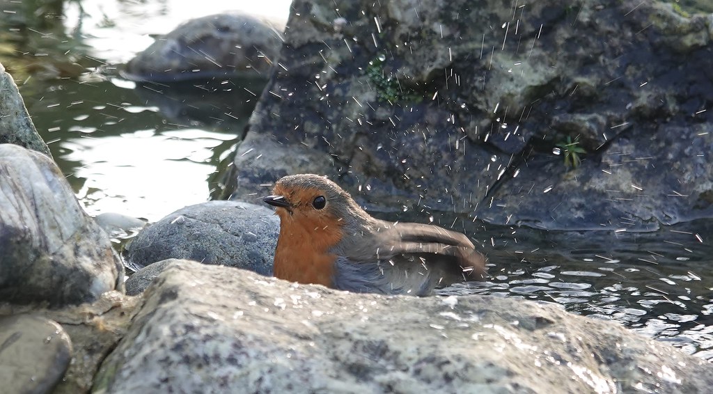 Bathing Robin