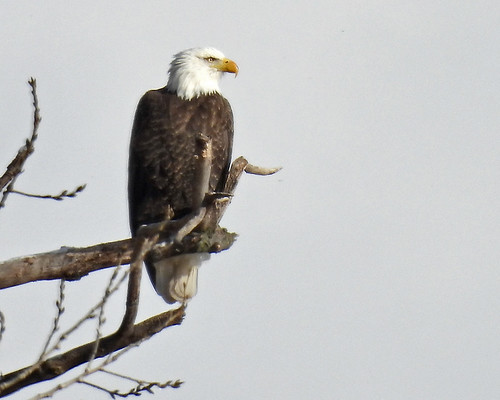 Bald Eagle - Irondequoit Bay Park West - © Candace Giles - Jan 07, 2022