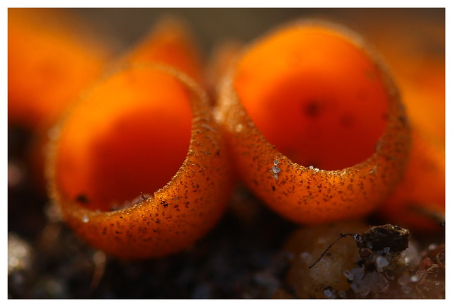 Orange Elfcup Fungus at Broxhead Common