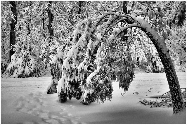 Snow in Milton