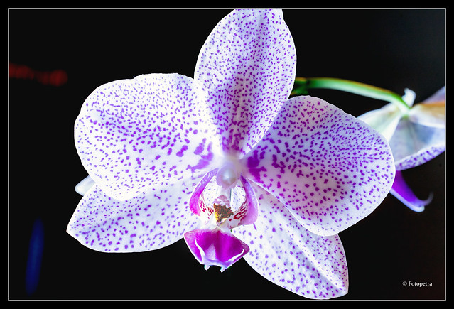 Orchideen Schönheit