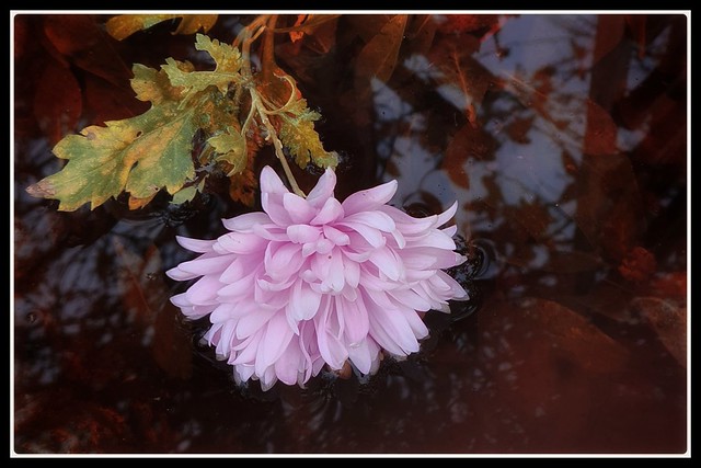 Floating Pink Chrysanthemum.
