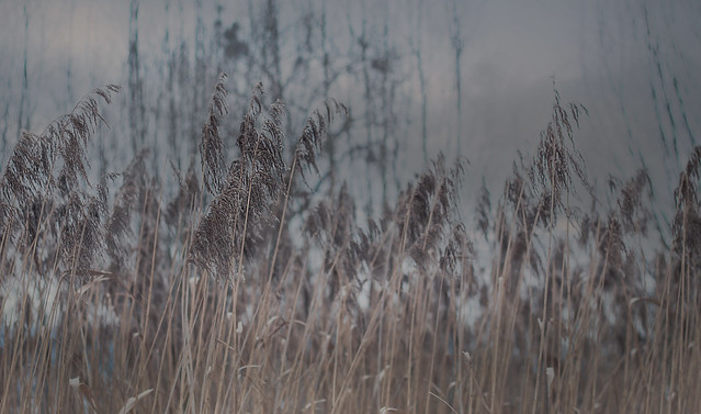 reeds in the frost